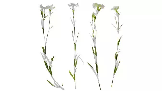 Anydrafts Dianthus chinensis Atlas 11