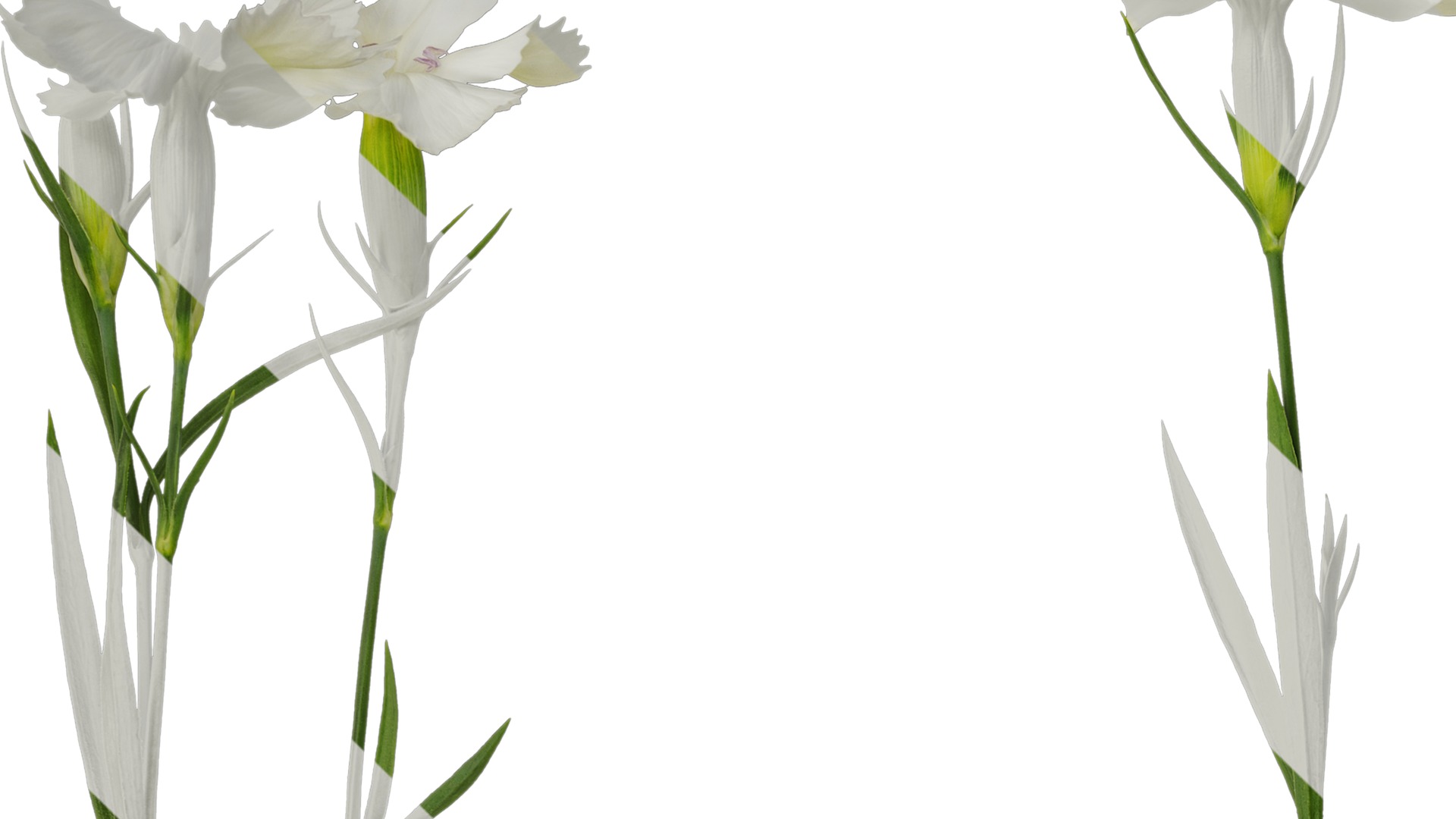 Anydrafts Dianthus chinensis Atlas 11 Texture_1