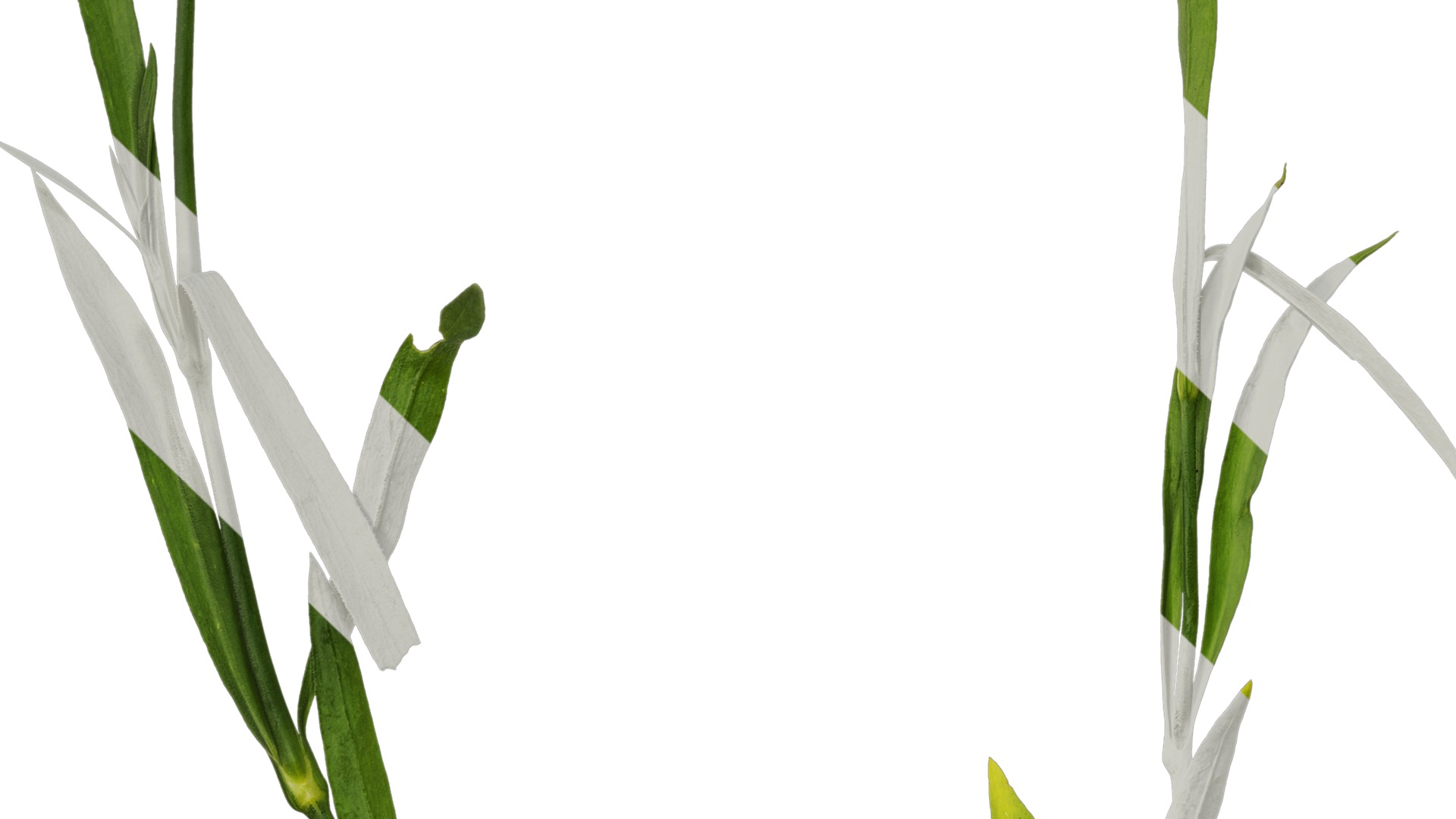 Anydrafts Dianthus chinensis Atlas 11 Texture_5