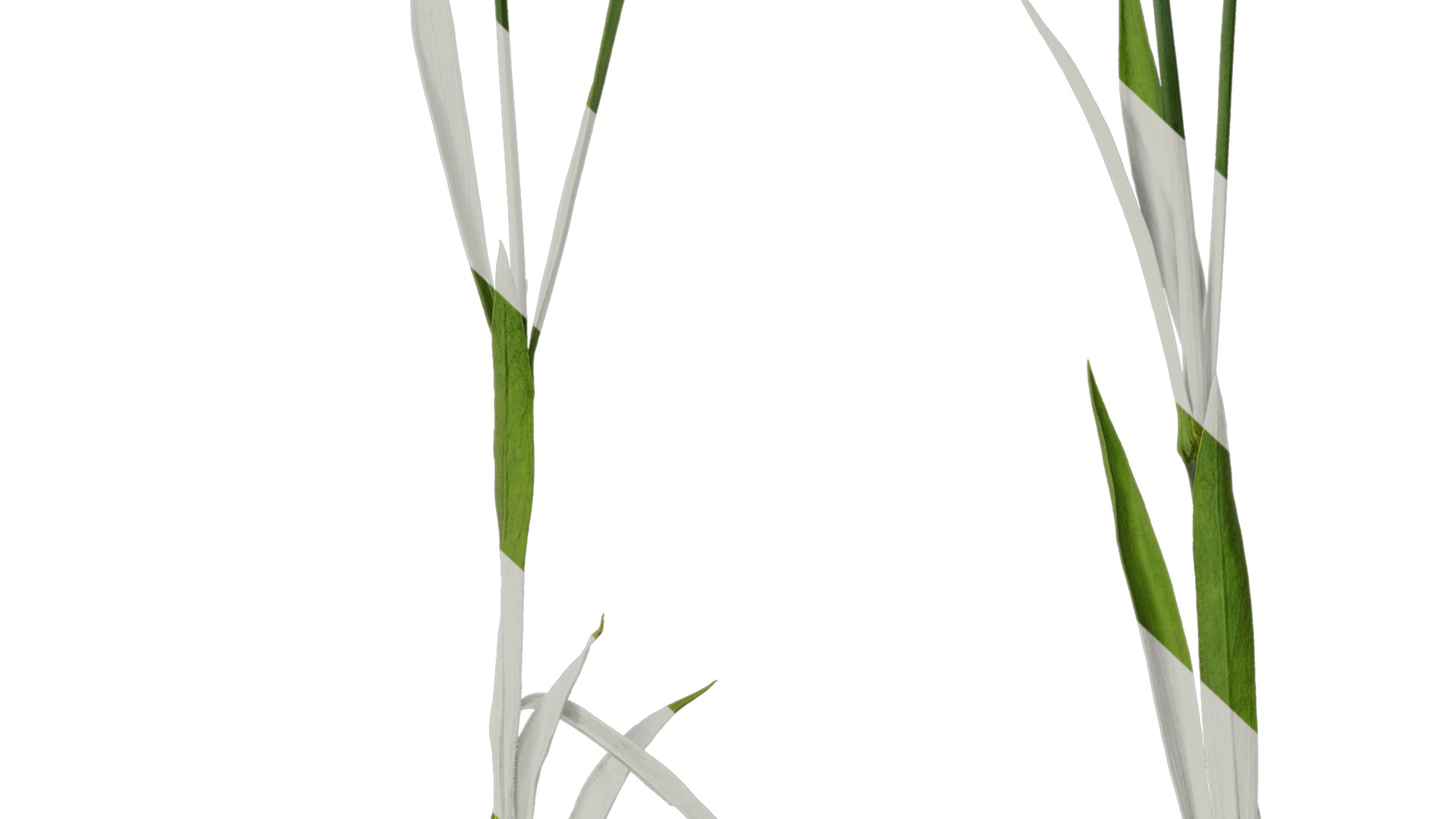 Anydrafts Dianthus chinensis Atlas 11 Texture_7