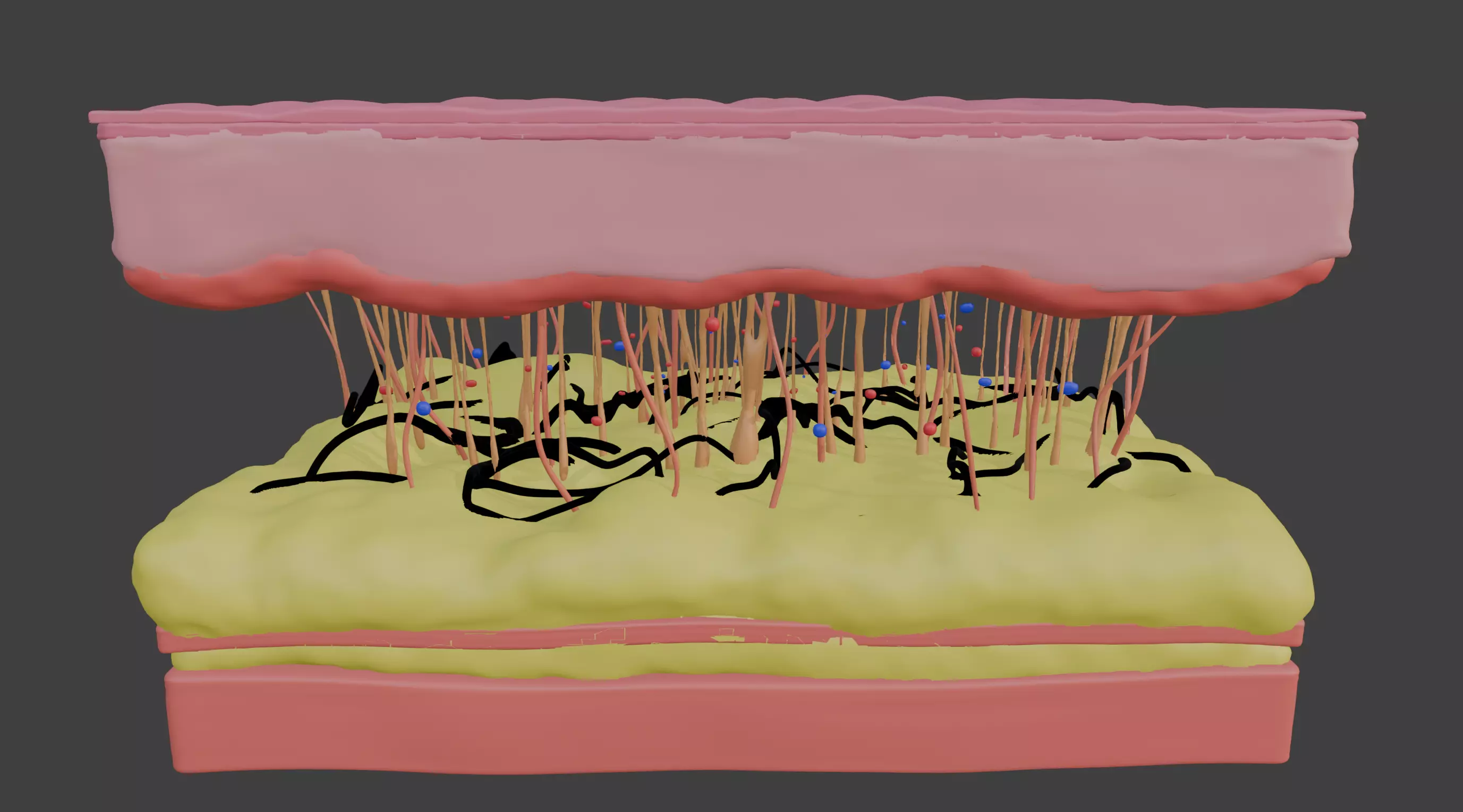 3D Model of Skin Anatomy 3D print model_0