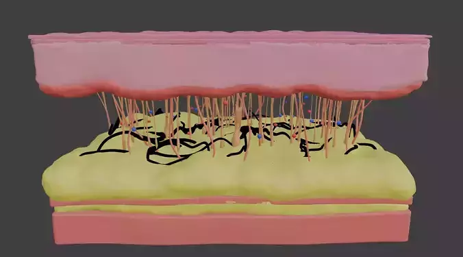 3D Model of Skin Anatomy