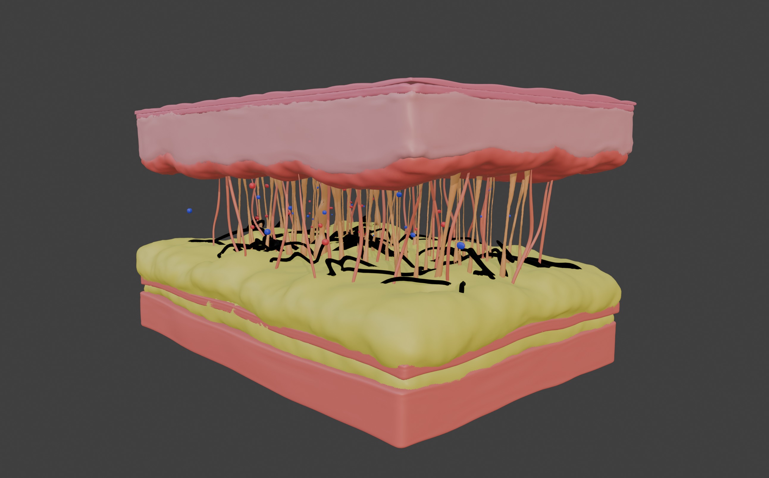 3D Model of Skin Anatomy 3D print model_1