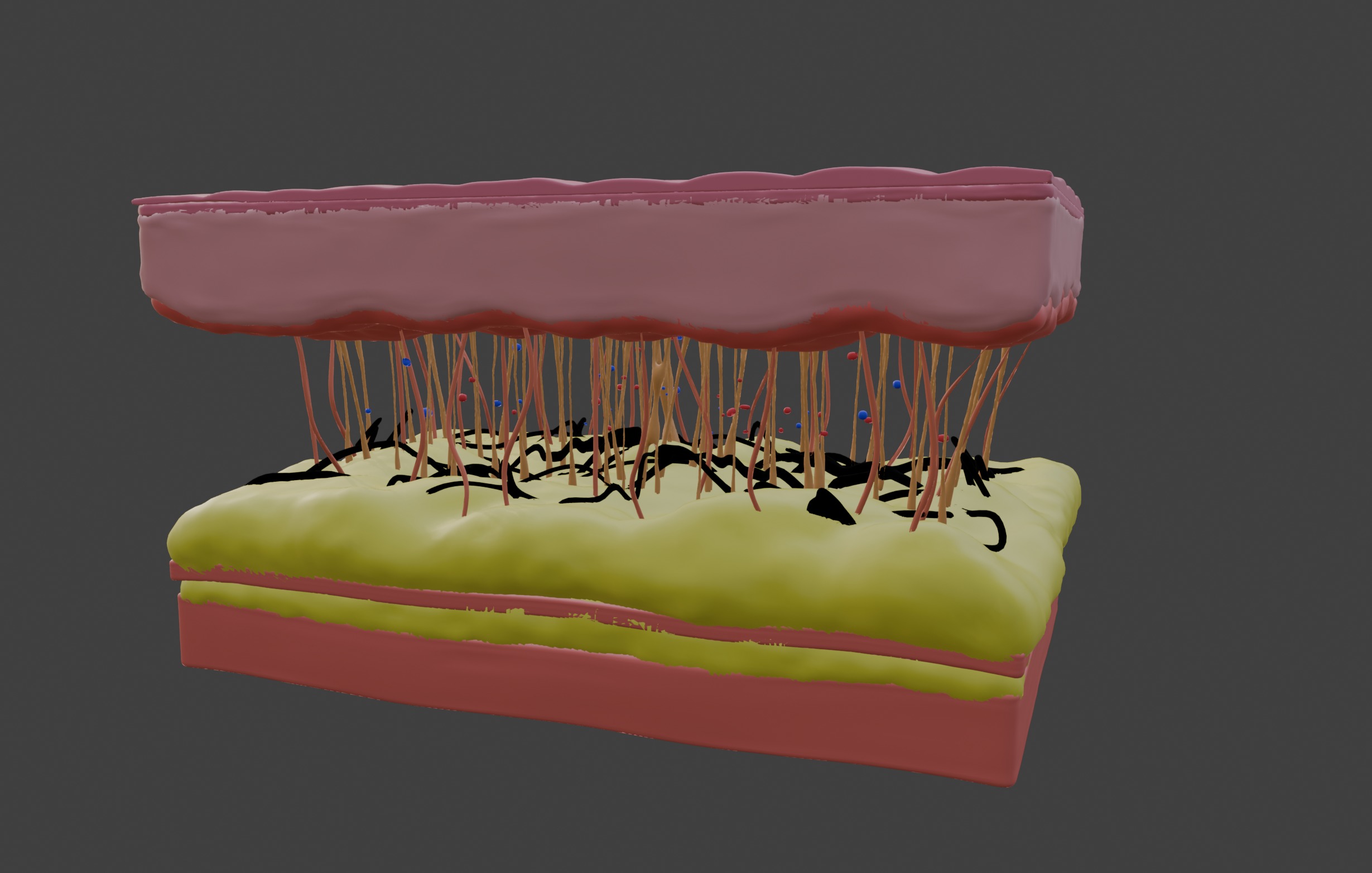 3D Model of Skin Anatomy 3D print model_3