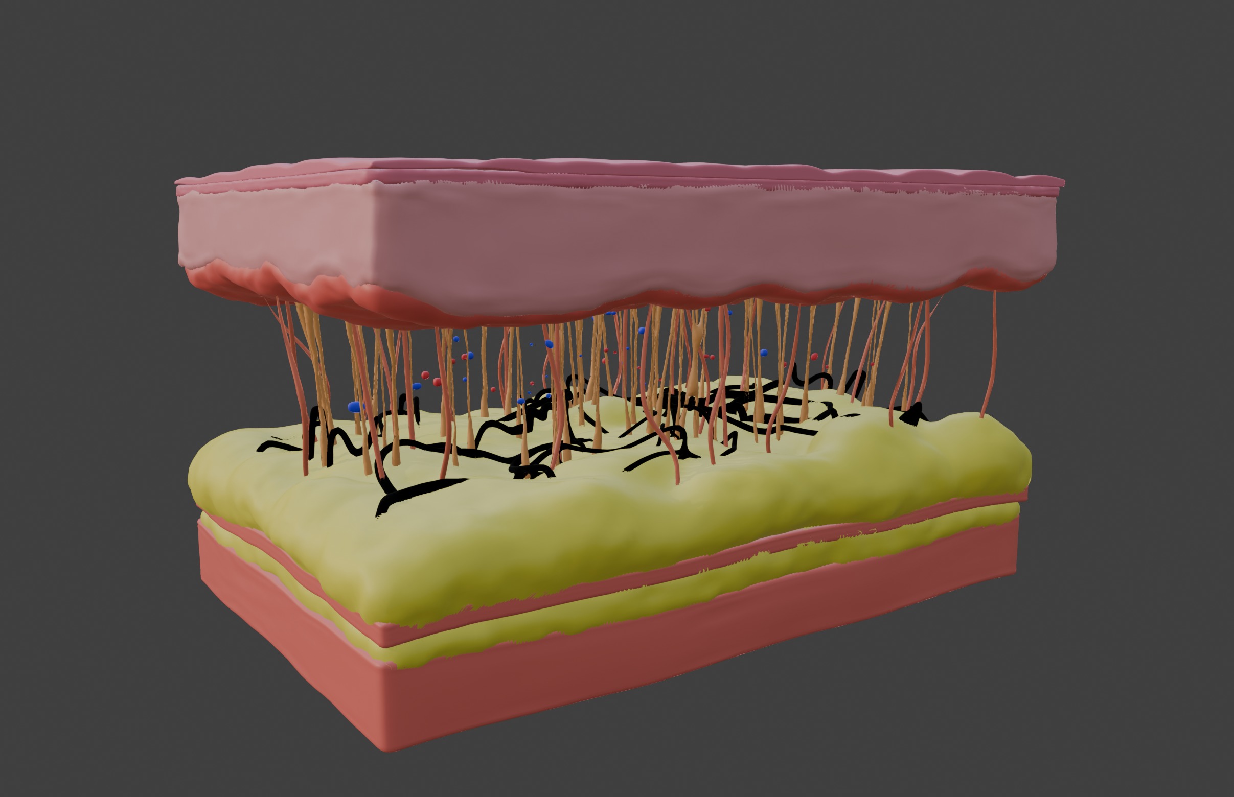 3D Model of Skin Anatomy 3D print model_2