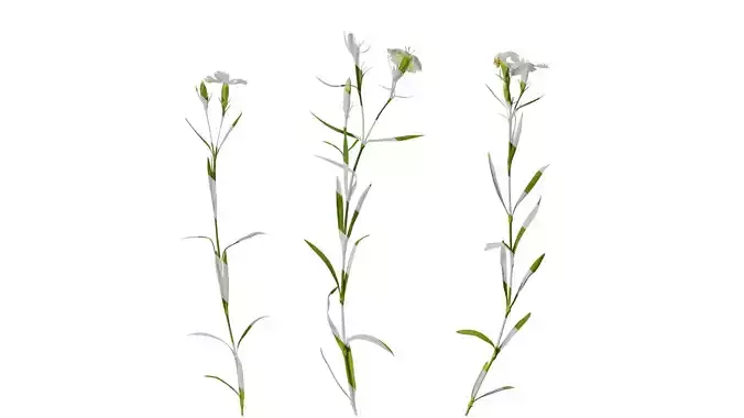 Anydrafts Dianthus chinensis Atlas 12