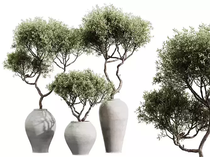 AV HousePlants Mission Kalamata Arbequina Wilsonii Olive Set02