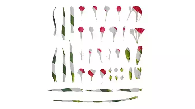 Anydrafts Dianthus chinensis Atlas 13 Texture