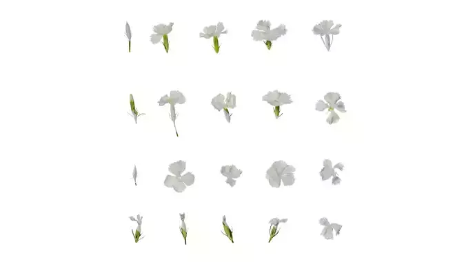 Anydrafts Dianthus chinensis Flower 04