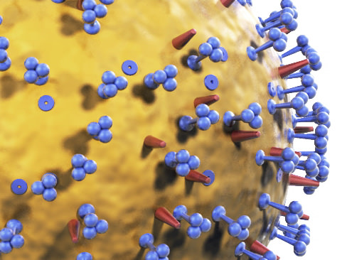 Influenza virus 3D model_3