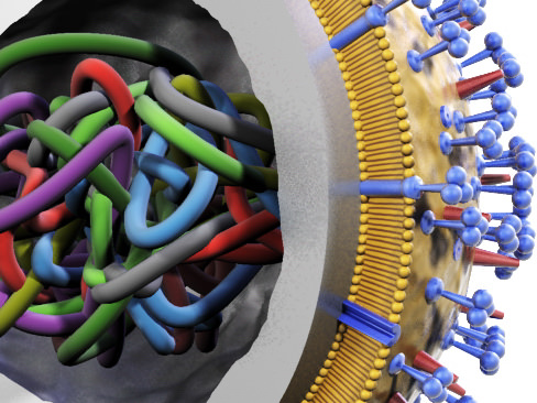 Influenza virus 3D model_2