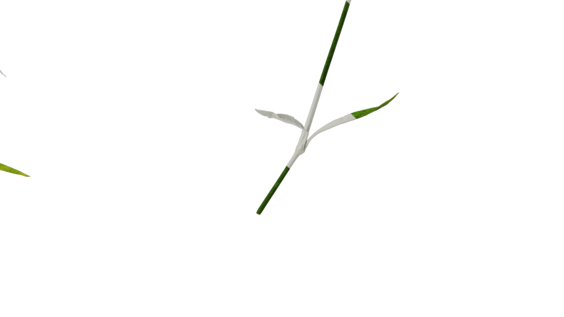 Anydrafts Dianthus chinesis heddewigii Atlas 01 Texture_4