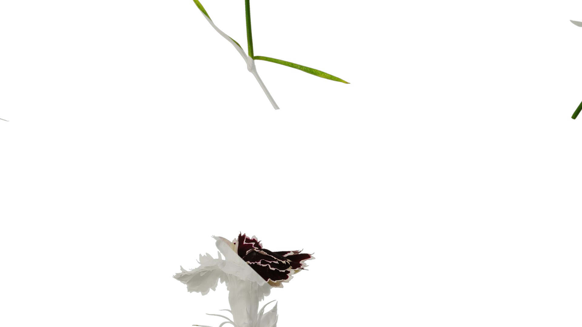 Anydrafts Dianthus chinesis heddewigii Atlas 01 Texture_7