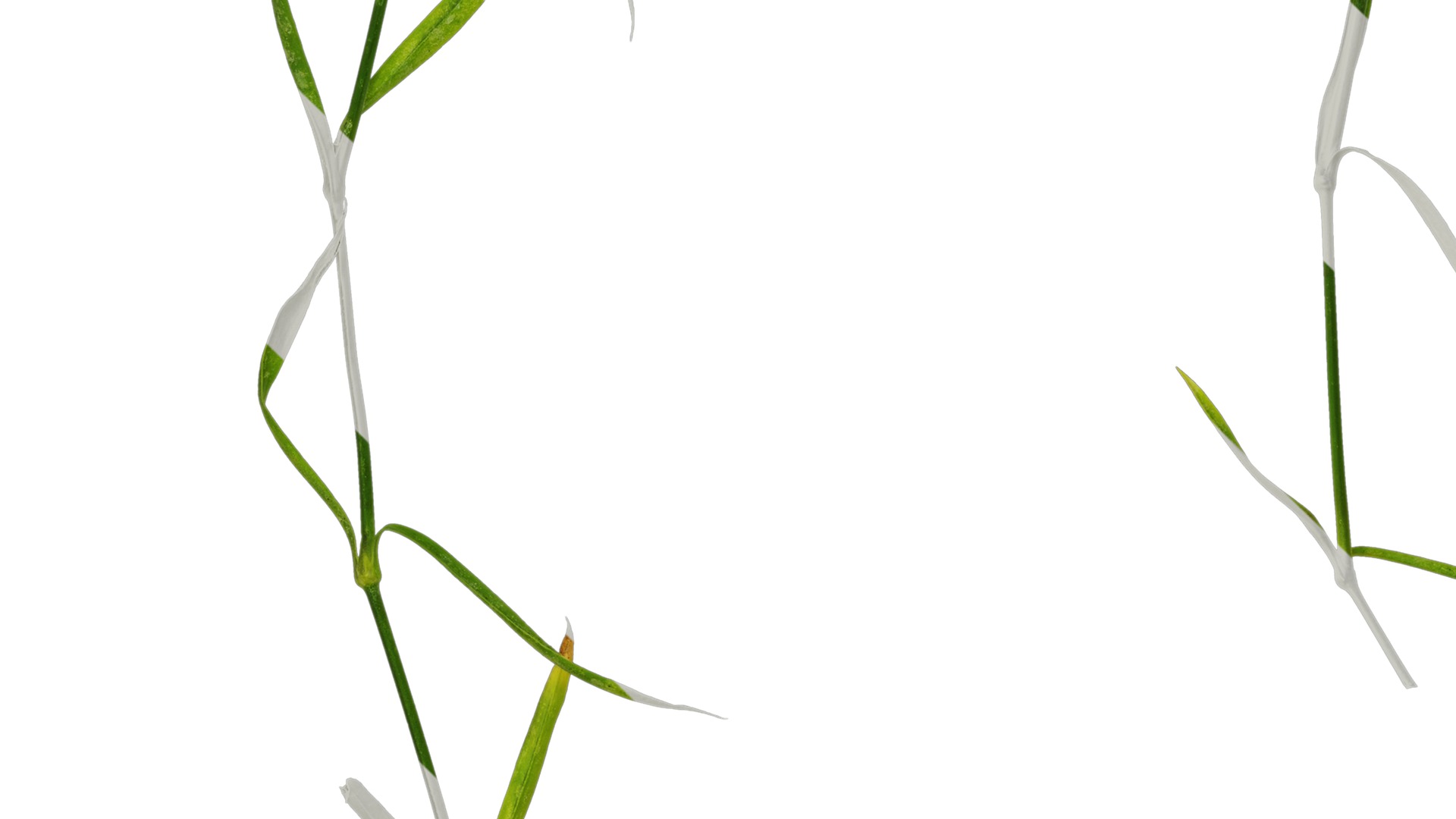 Anydrafts Dianthus chinesis heddewigii Atlas 01 Texture_3