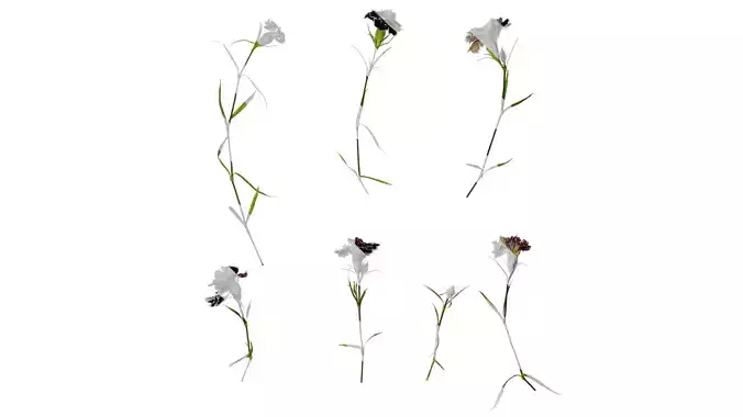 Anydrafts Dianthus chinesis heddewigii Atlas 01