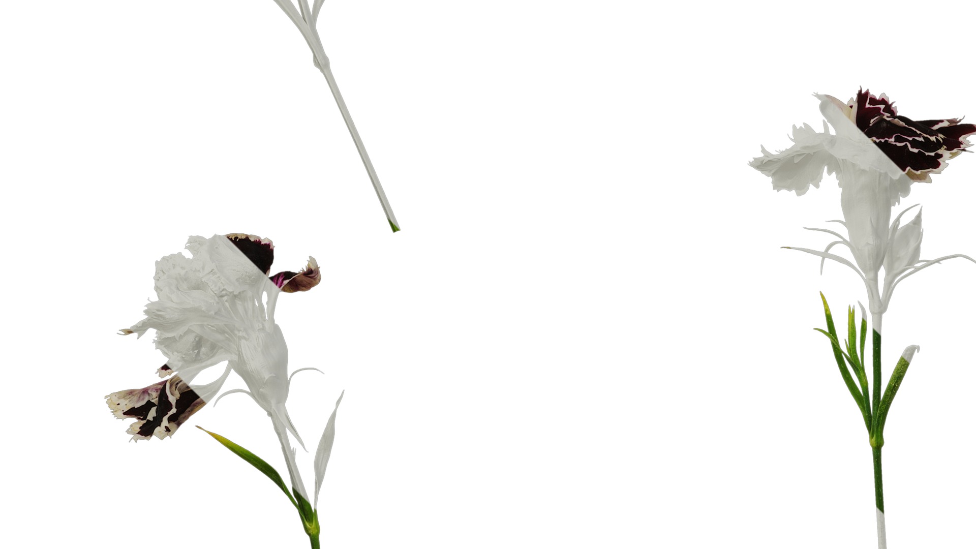 Anydrafts Dianthus chinesis heddewigii Atlas 01 Texture_5