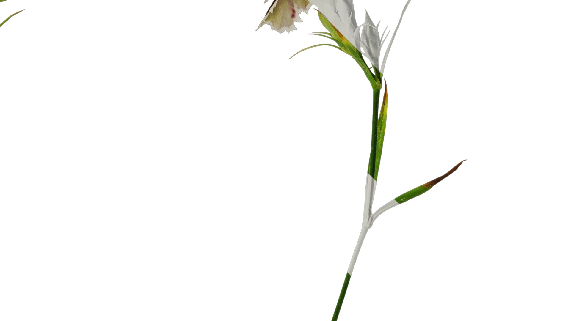 Anydrafts Dianthus chinesis heddewigii Atlas 01 Texture_2