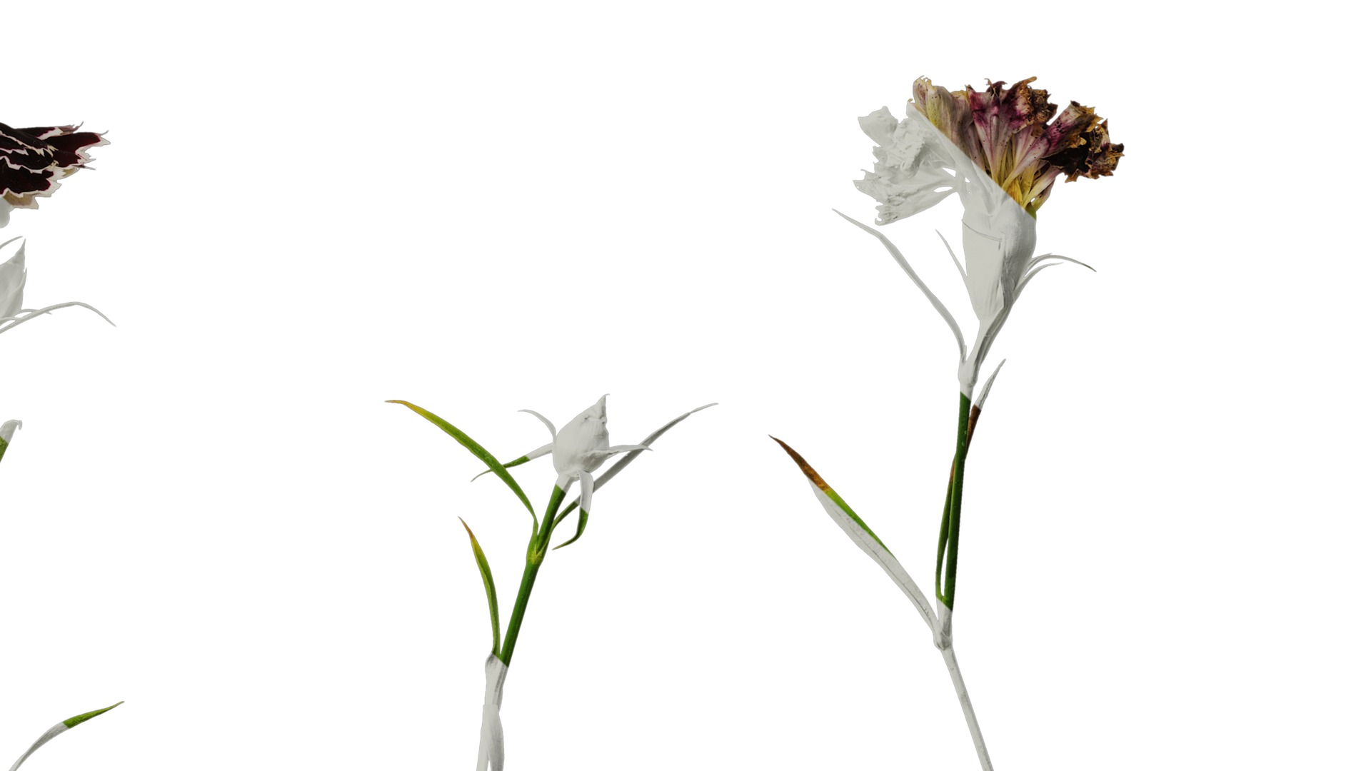 Anydrafts Dianthus chinesis heddewigii Atlas 01 Texture_6