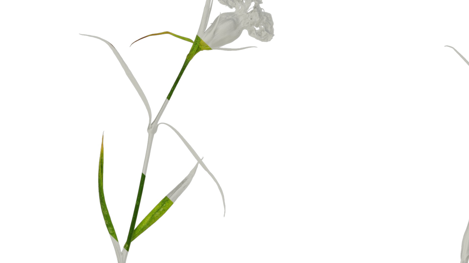 Anydrafts Dianthus chinesis heddewigii Atlas 01 Texture_1