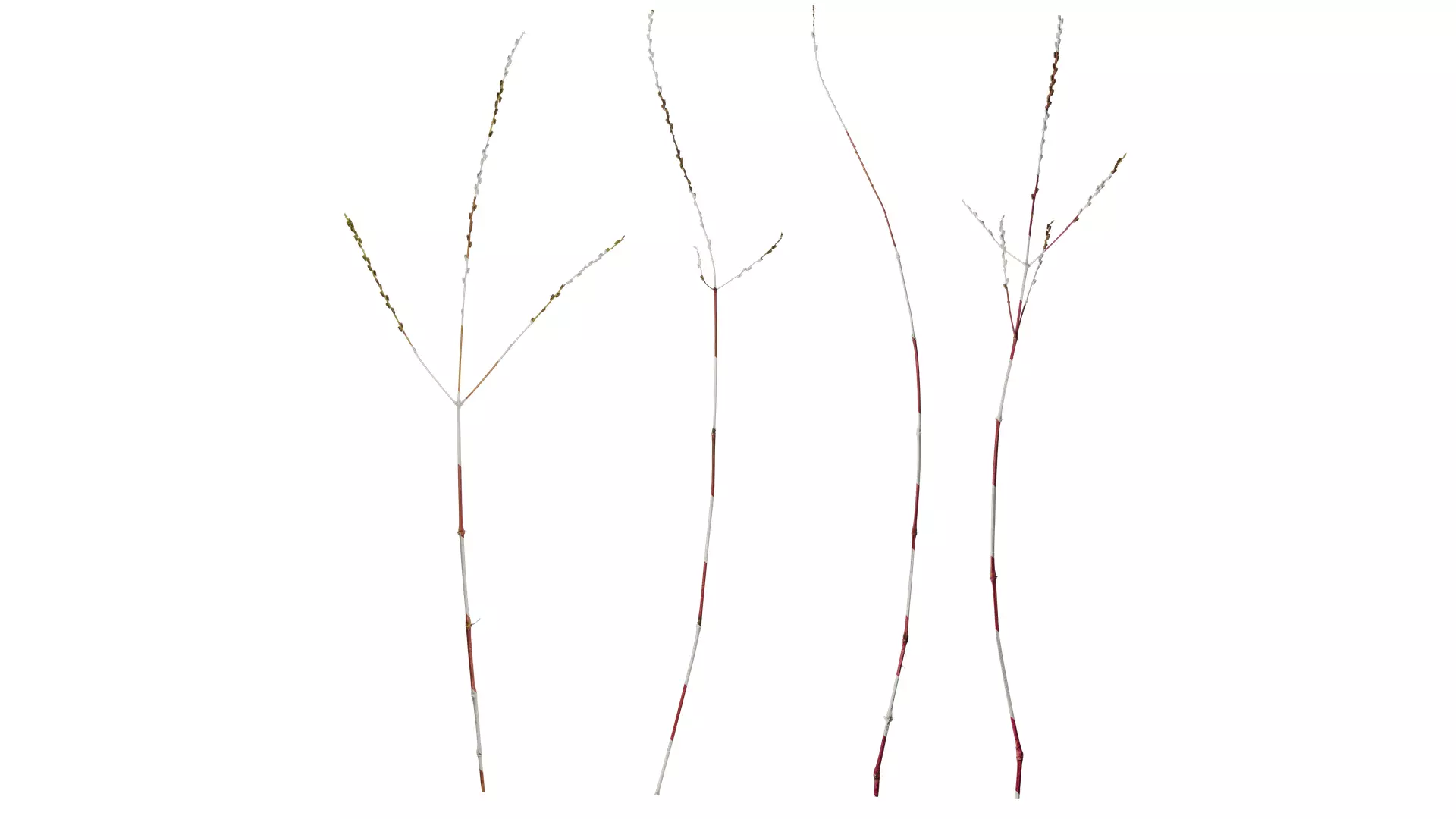 Anydrafts Cornus alba Atlas 01 Texture