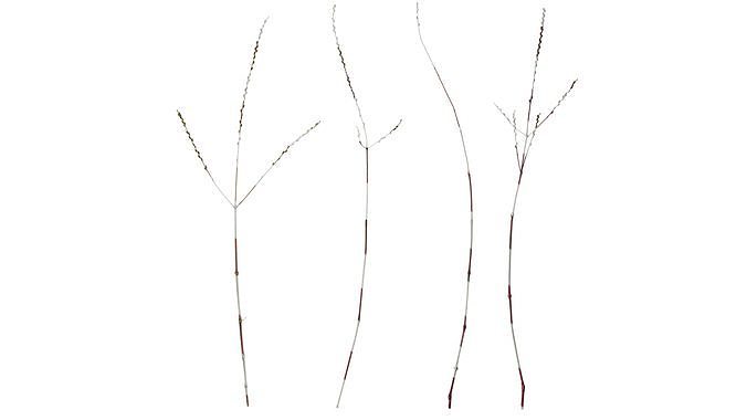 Anydrafts Cornus alba Atlas 01 Texture