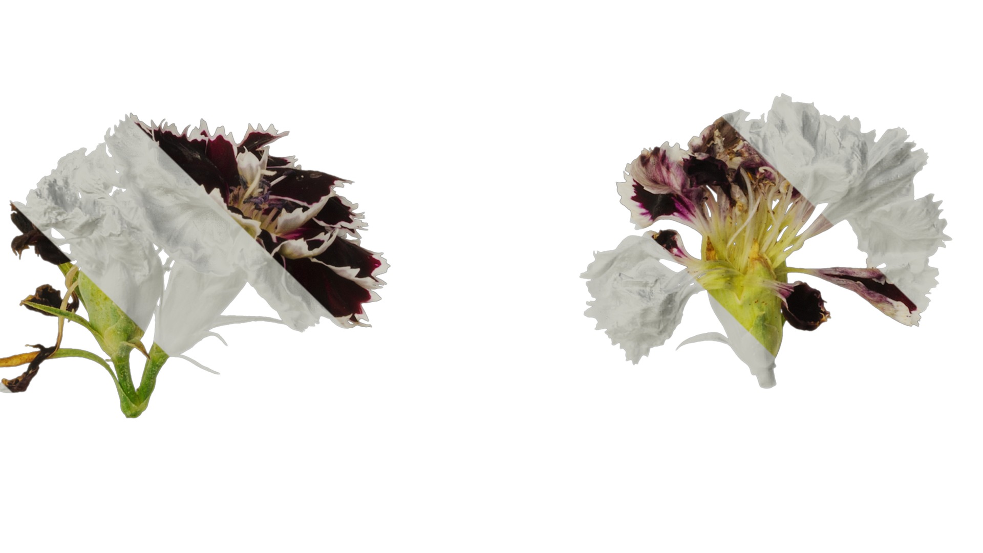 Anydrafts Dianthus chinesis heddewigii Atlas 02 Texture_4