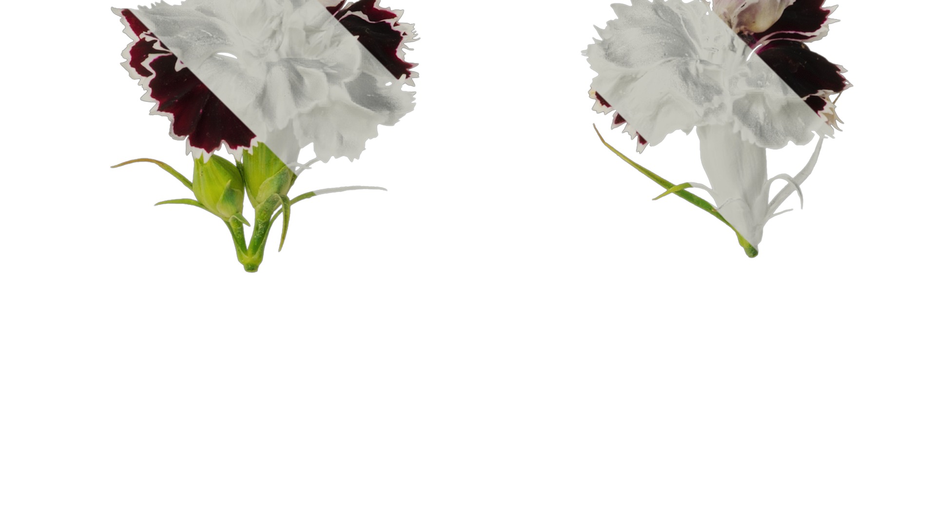 Anydrafts Dianthus chinesis heddewigii Atlas 02 Texture_2