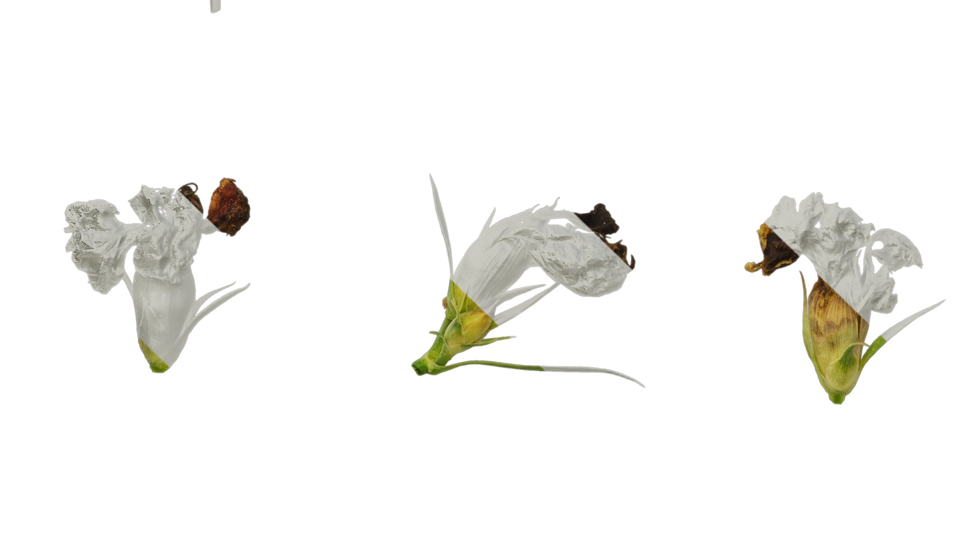 Anydrafts Dianthus chinesis heddewigii Atlas 02 Texture_5