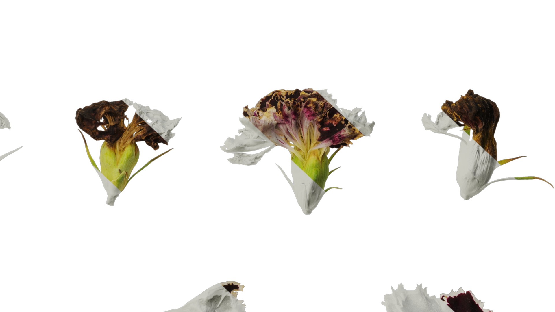 Anydrafts Dianthus chinesis heddewigii Atlas 02 Texture_6