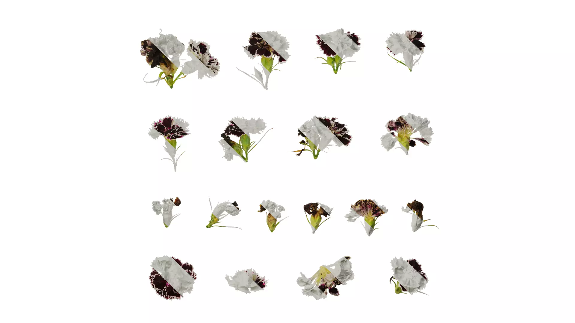 Anydrafts Dianthus chinesis heddewigii Atlas 02 Texture_0