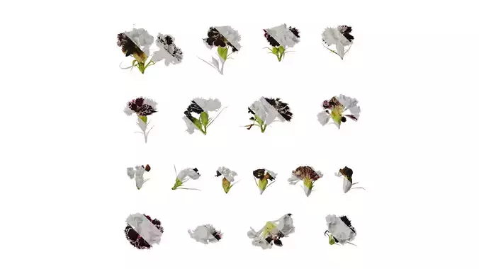 Anydrafts Dianthus chinesis heddewigii Atlas 02