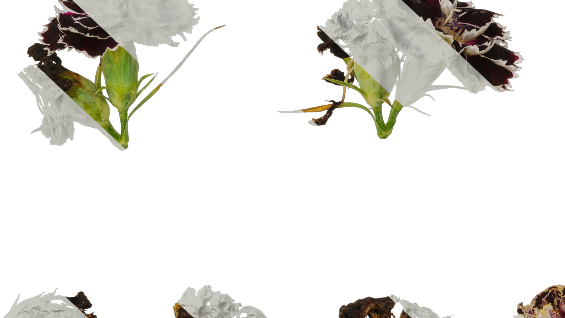 Anydrafts Dianthus chinesis heddewigii Atlas 02 Texture_7