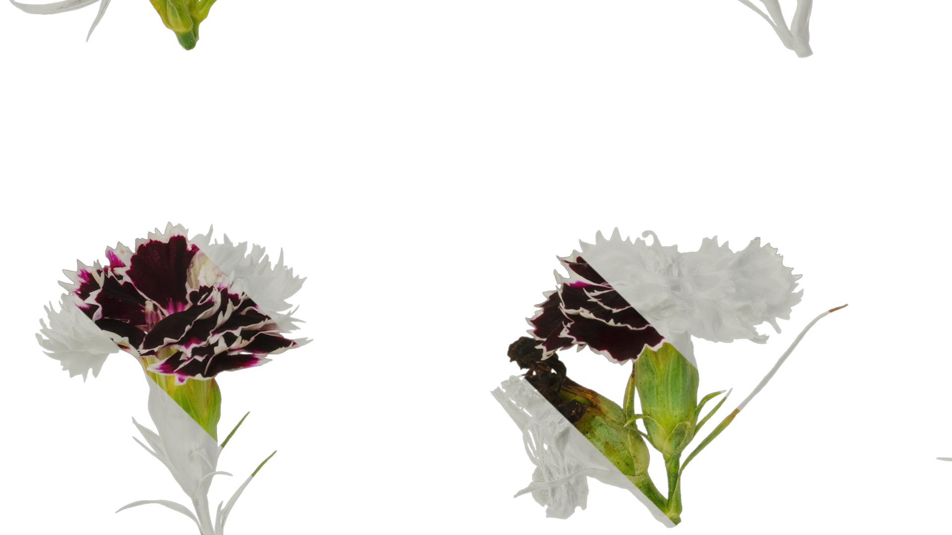 Anydrafts Dianthus chinesis heddewigii Atlas 02 Texture_3