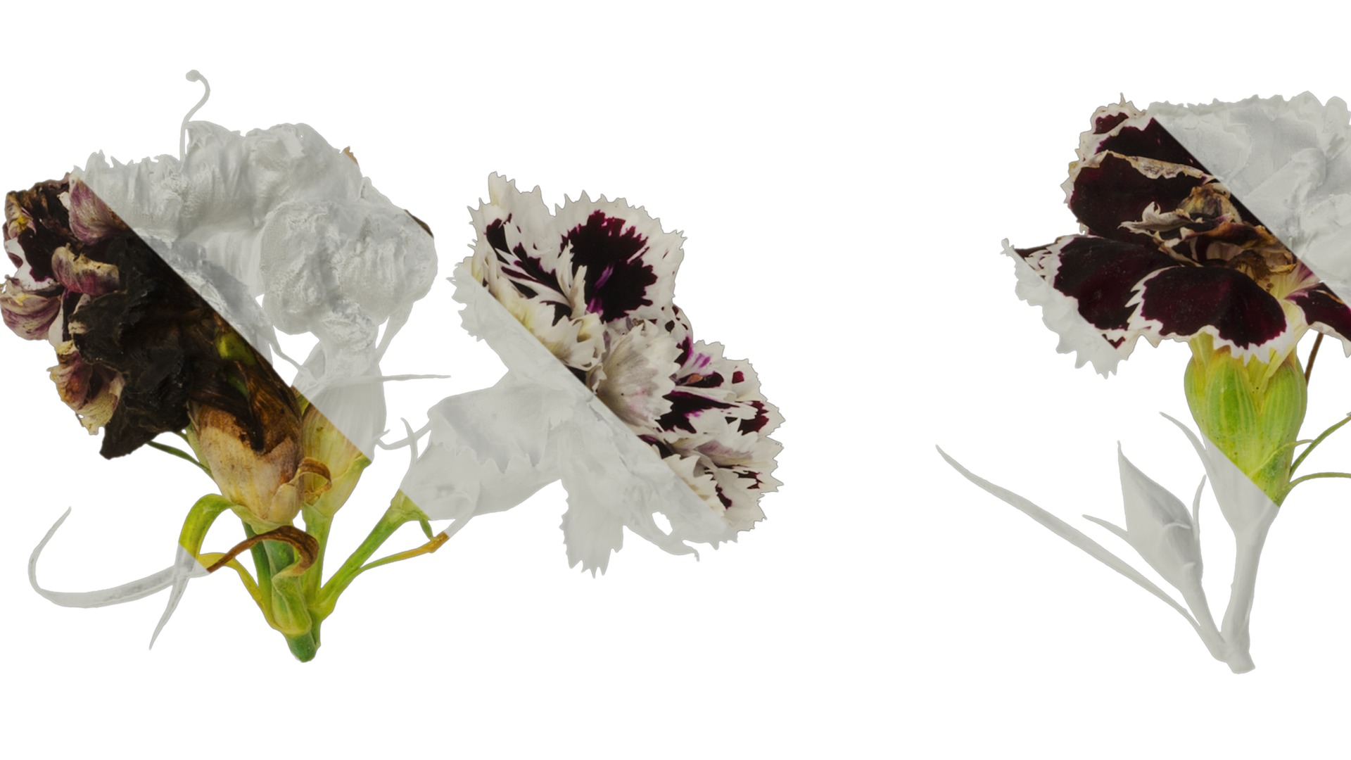 Anydrafts Dianthus chinesis heddewigii Atlas 02 Texture_1