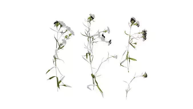 Anydrafts Dianthus chinesis heddewigii Atlas 03