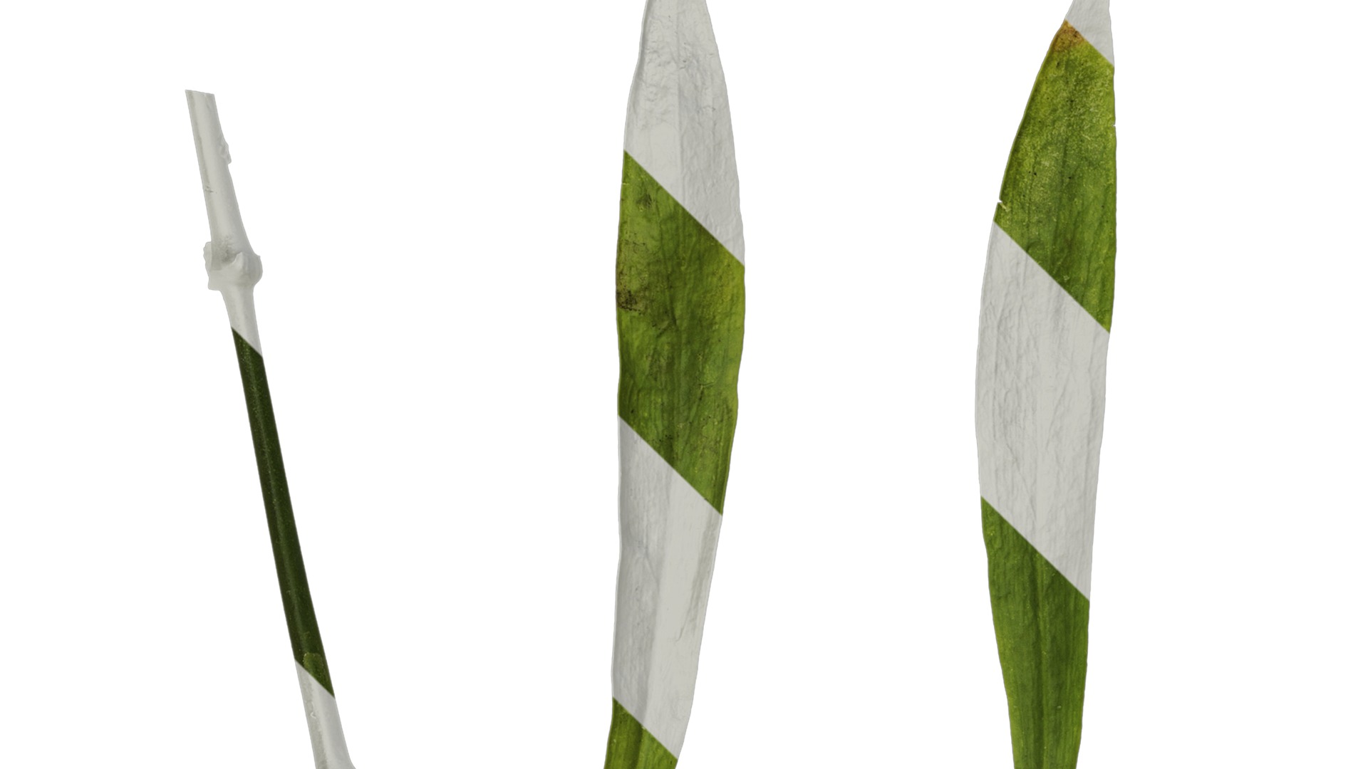 Anydrafts Dianthus chinesis heddewigii Leaf 01 Texture_1