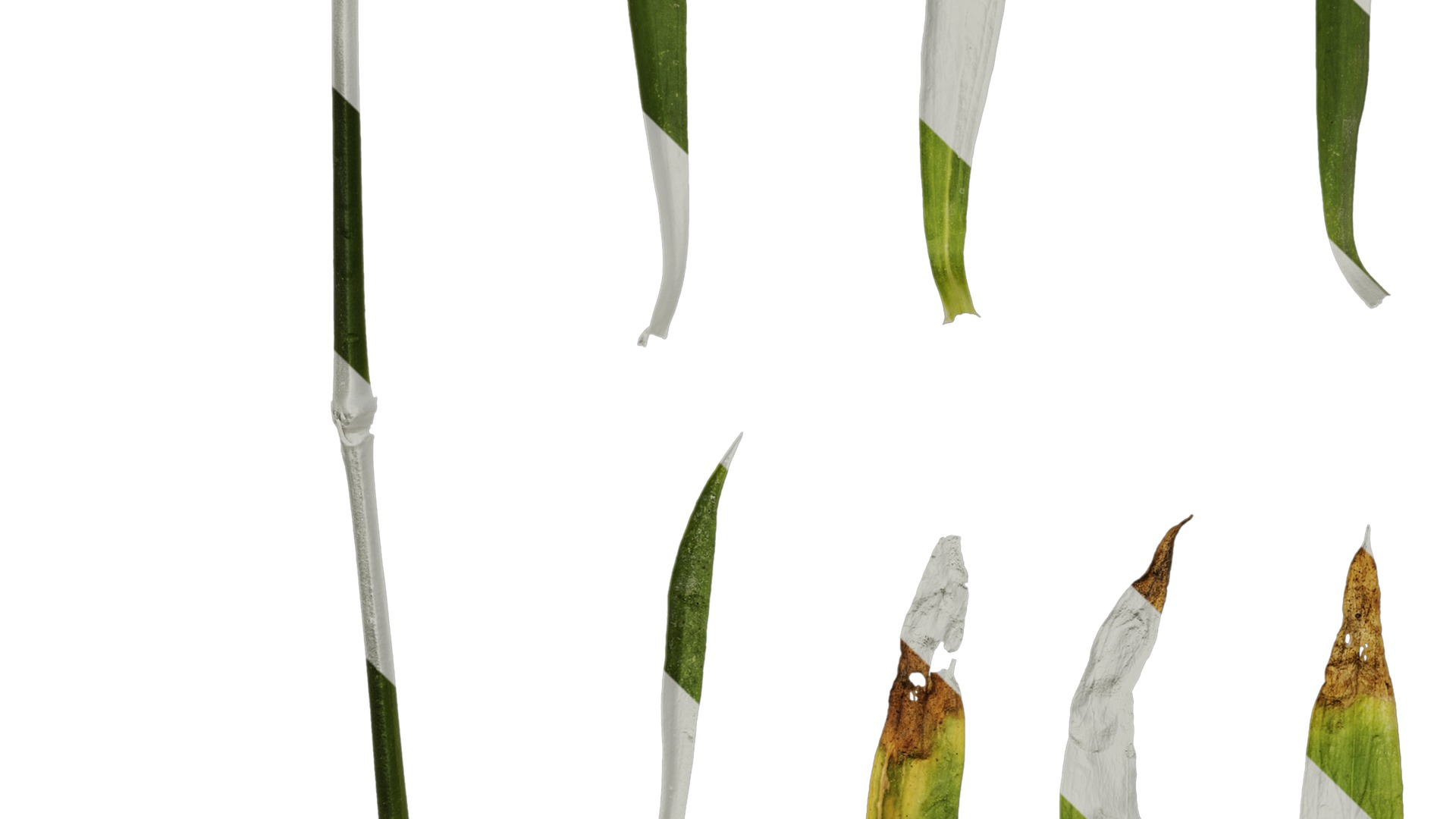 Anydrafts Dianthus chinesis heddewigii Leaf 01 Texture_5