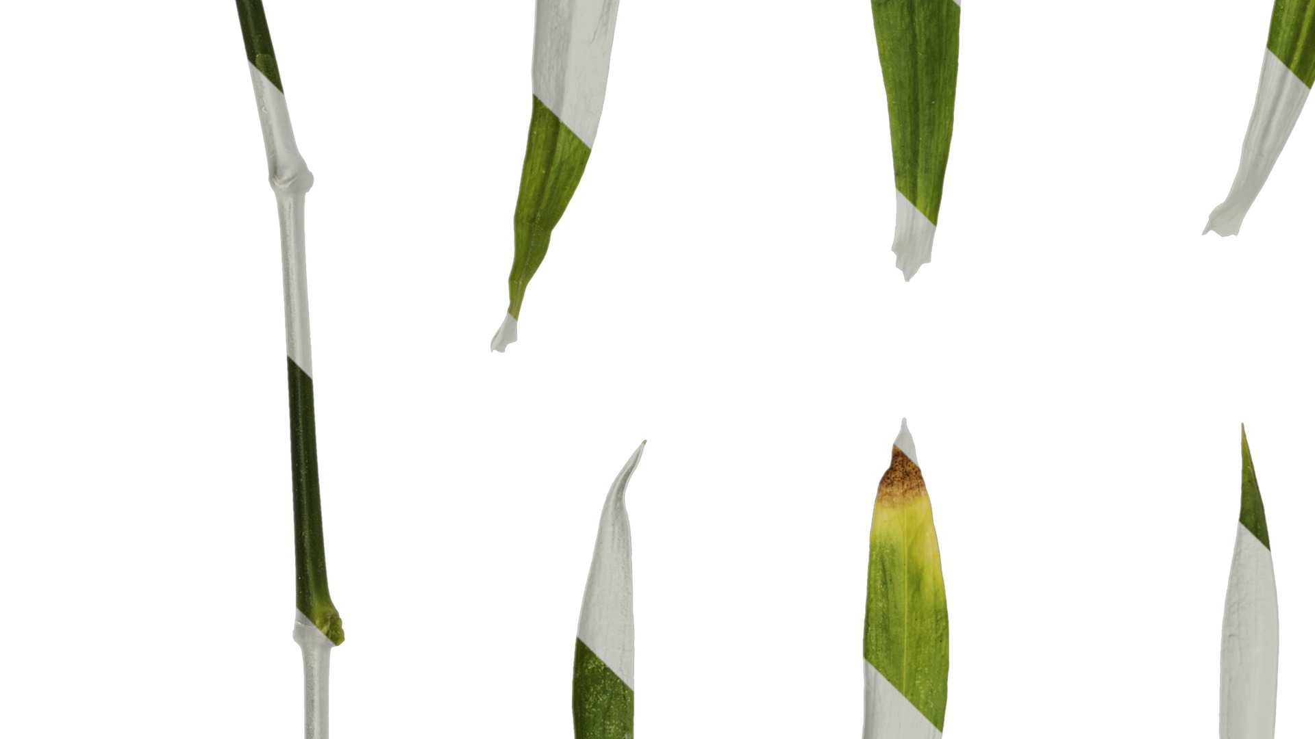 Anydrafts Dianthus chinesis heddewigii Leaf 01 Texture_3