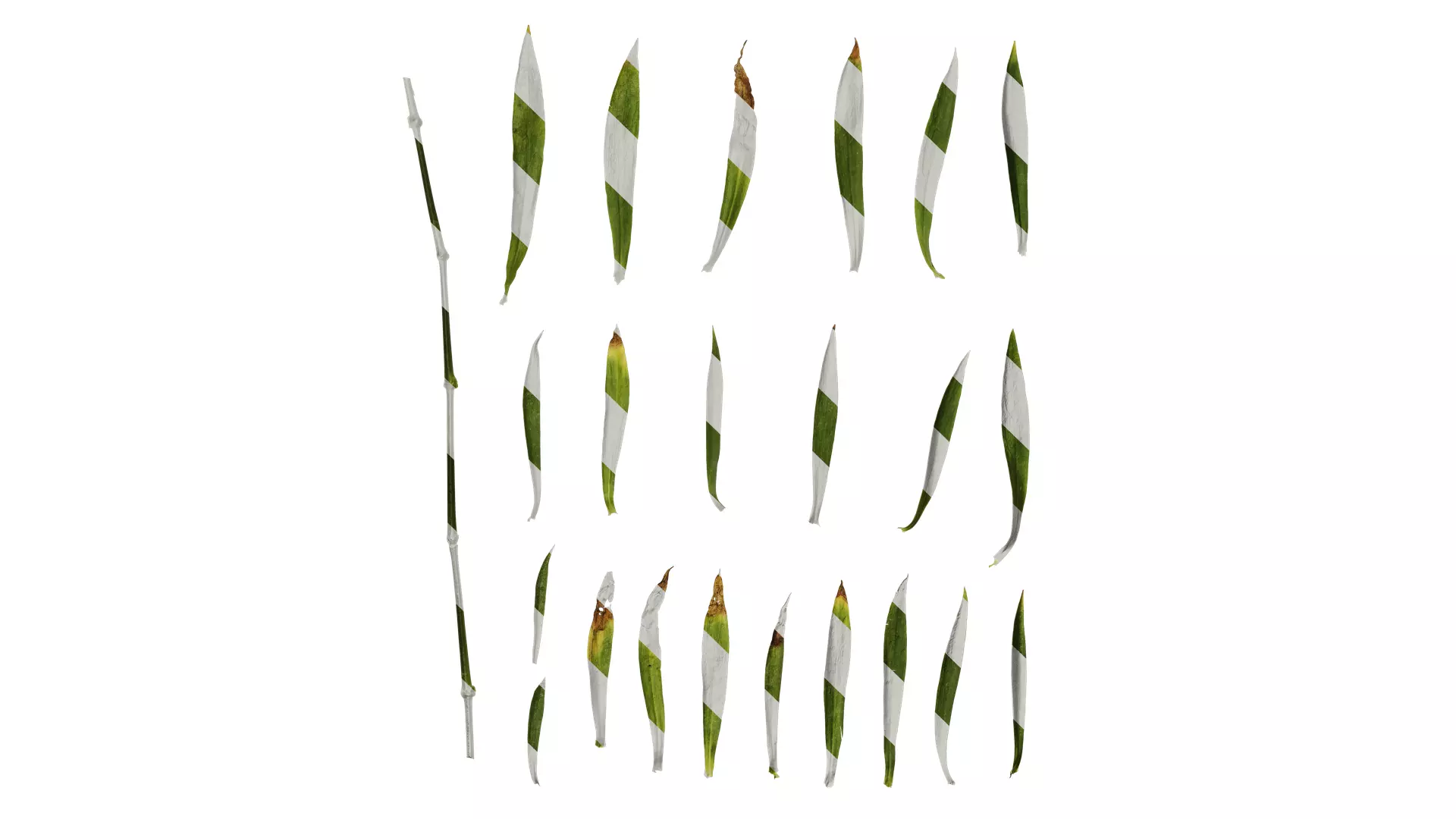 Anydrafts Dianthus chinesis heddewigii Leaf 01 Texture_0