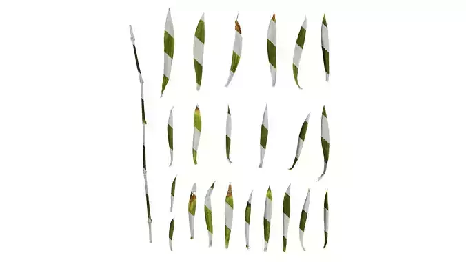 Anydrafts Dianthus chinesis heddewigii Leaf 01