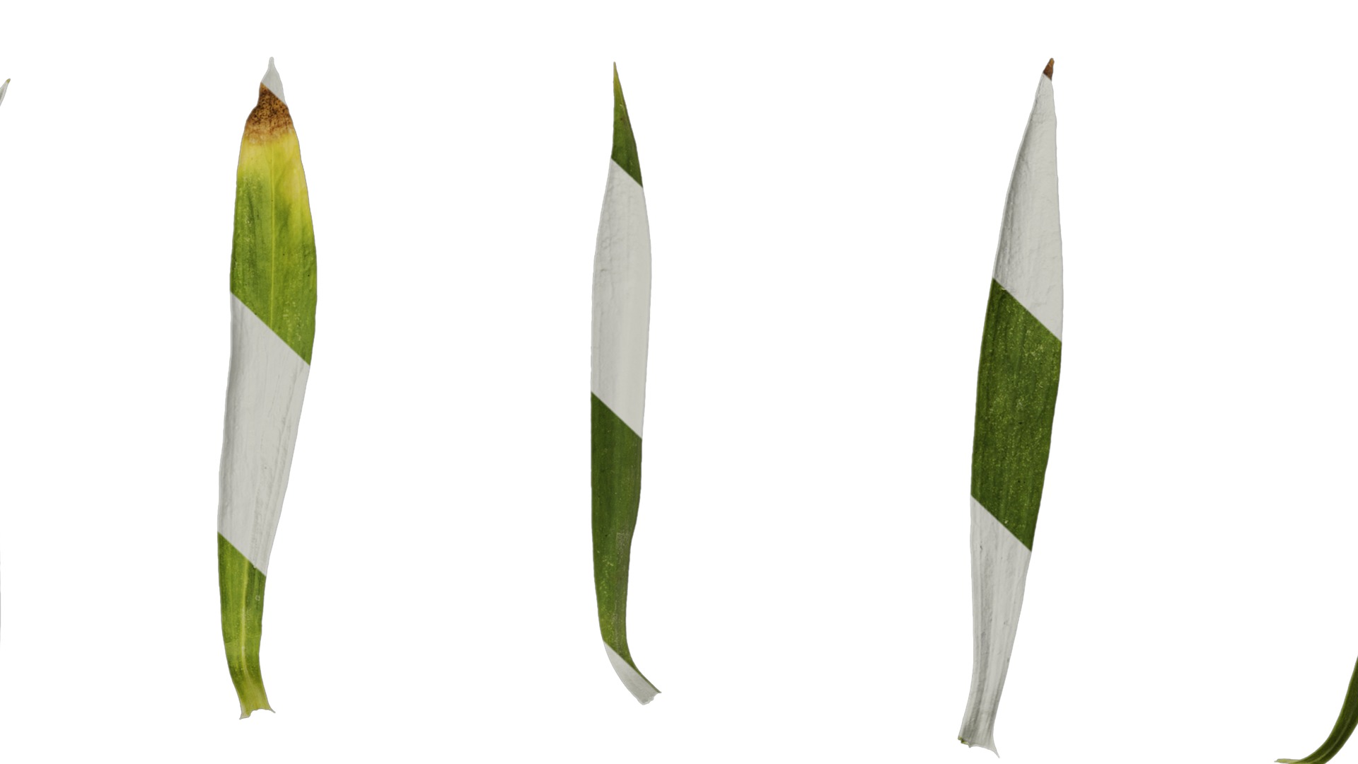 Anydrafts Dianthus chinesis heddewigii Leaf 01 Texture_7