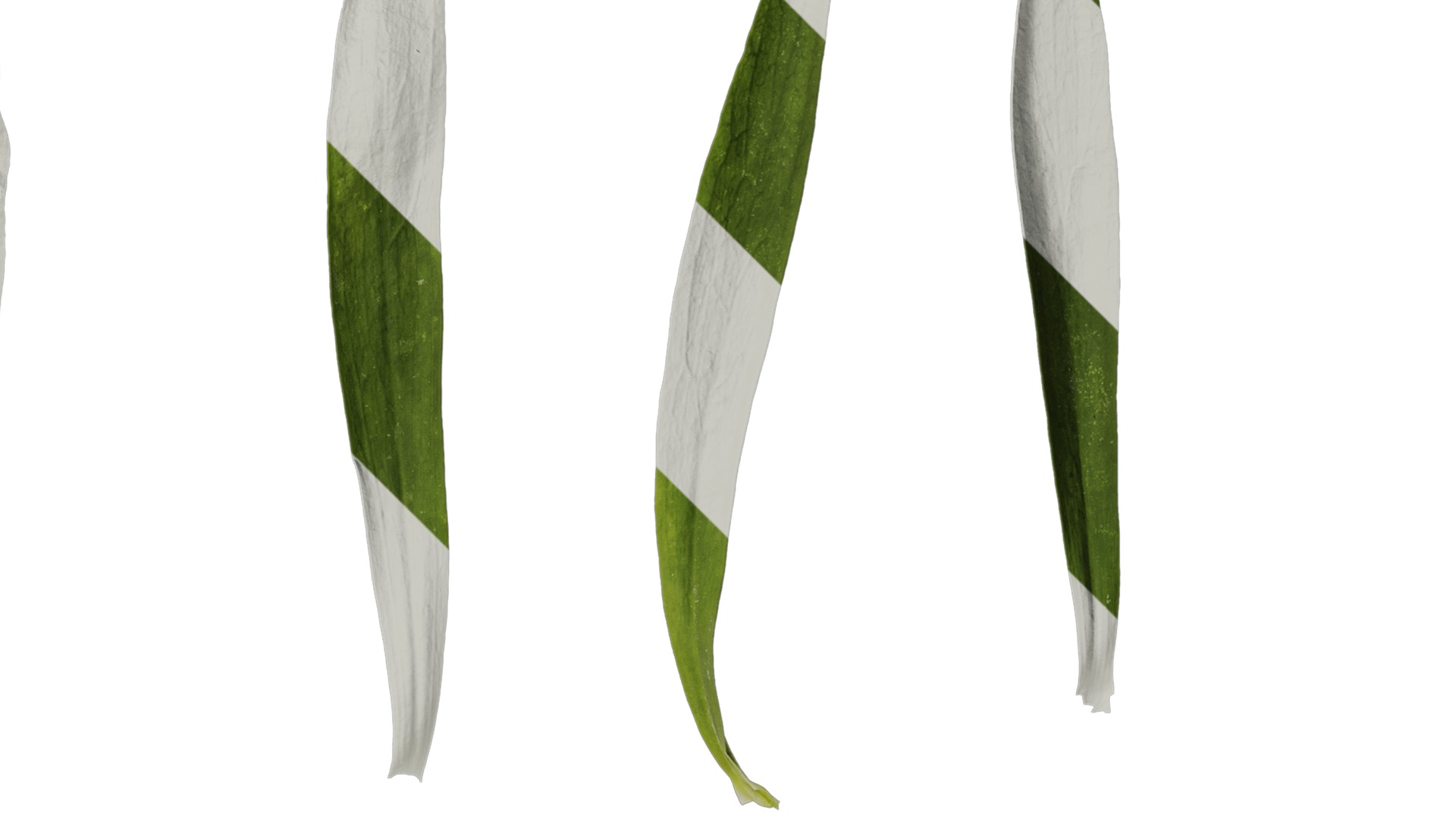 Anydrafts Dianthus chinesis heddewigii Leaf 01 Texture_2