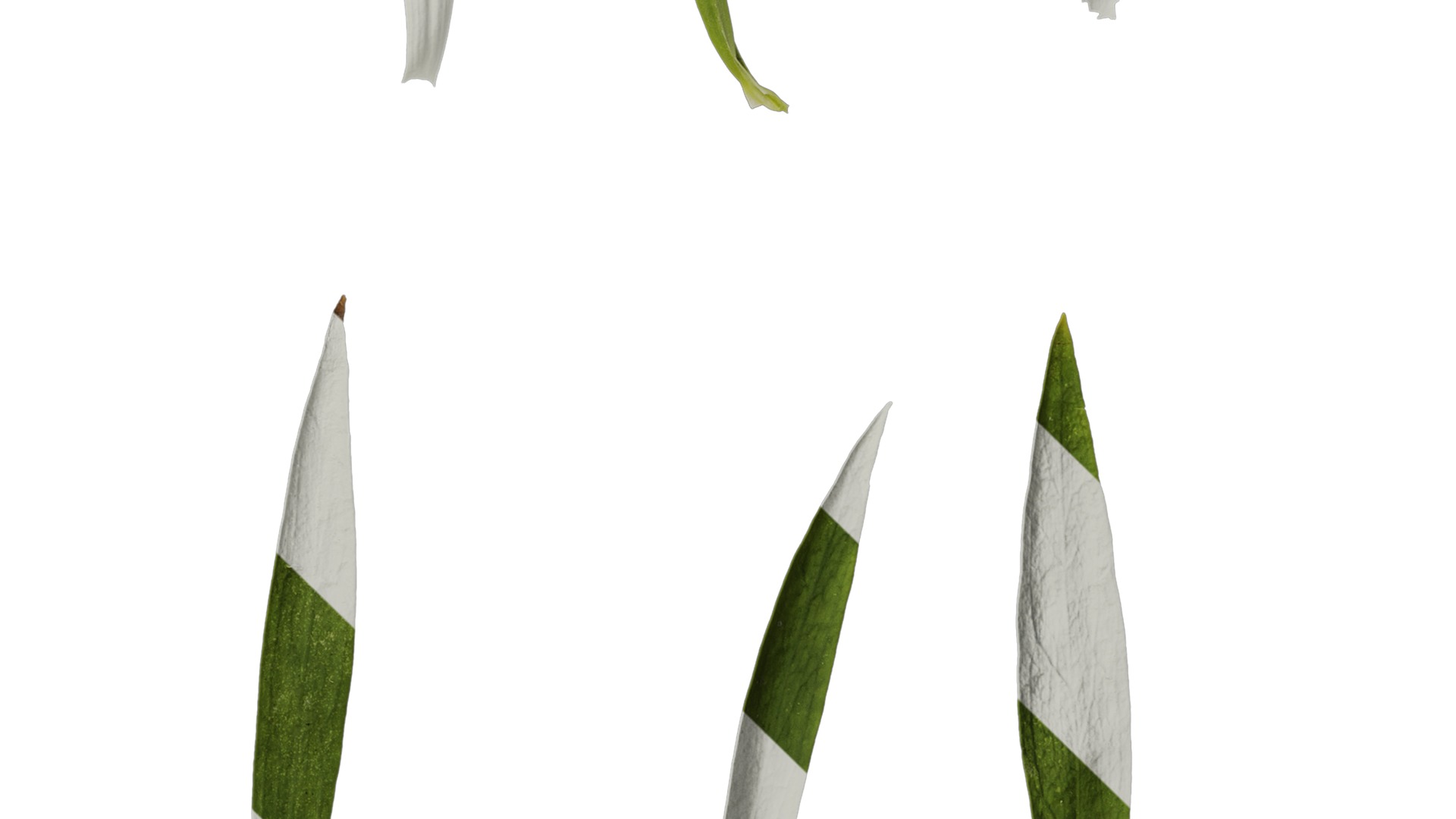 Anydrafts Dianthus chinesis heddewigii Leaf 01 Texture_4