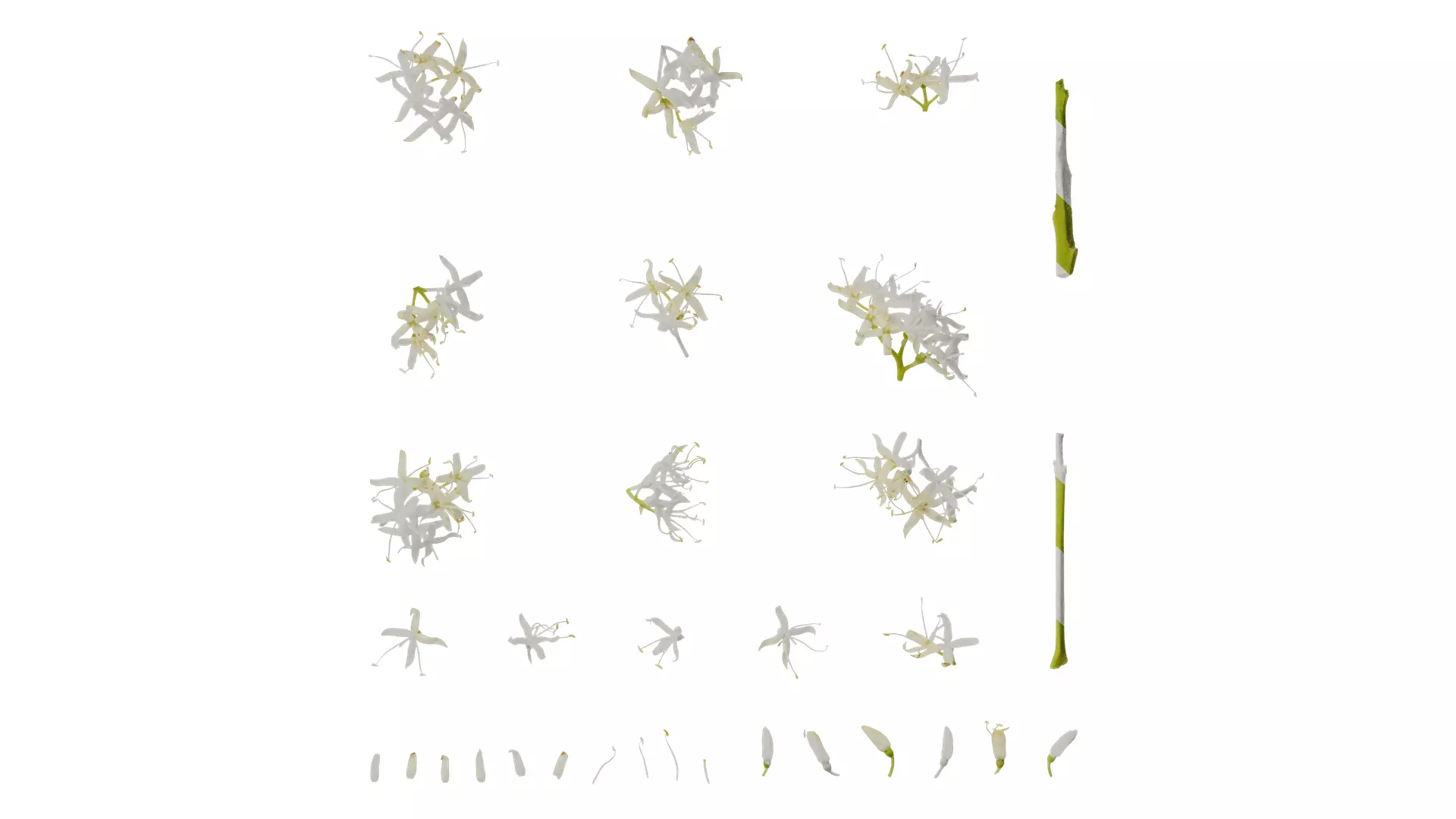 Anydrafts Cornus controversa Flower 01 Texture
