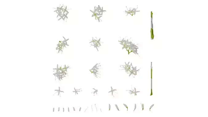 Anydrafts Cornus controversa Flower 01