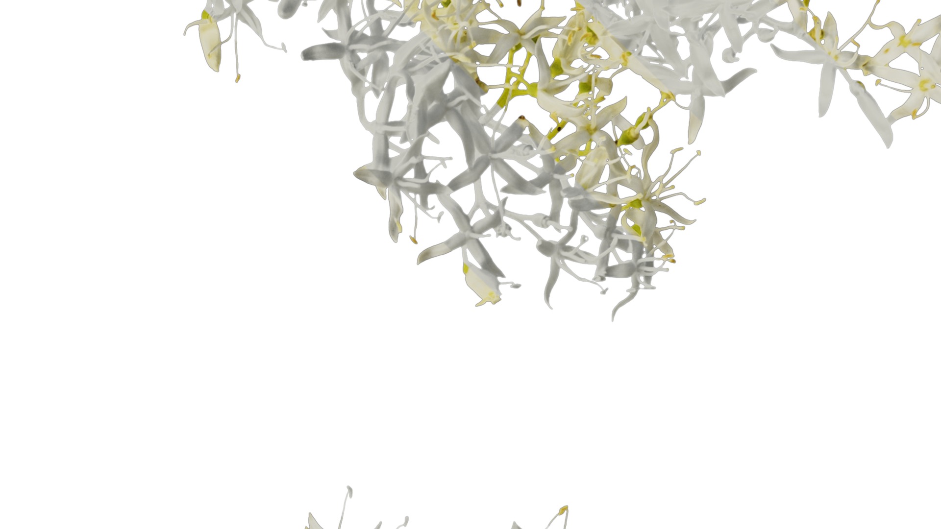 Anydrafts Cornus controversa Flower 02 Texture_4