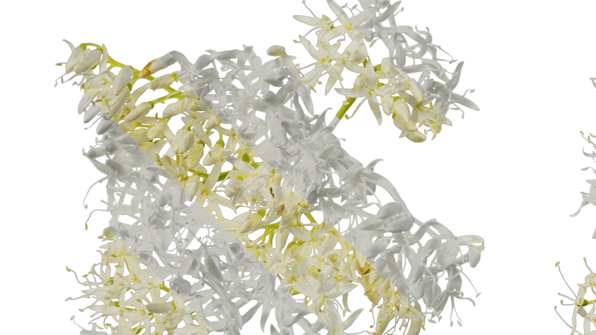 Anydrafts Cornus controversa Flower 02 Texture_5