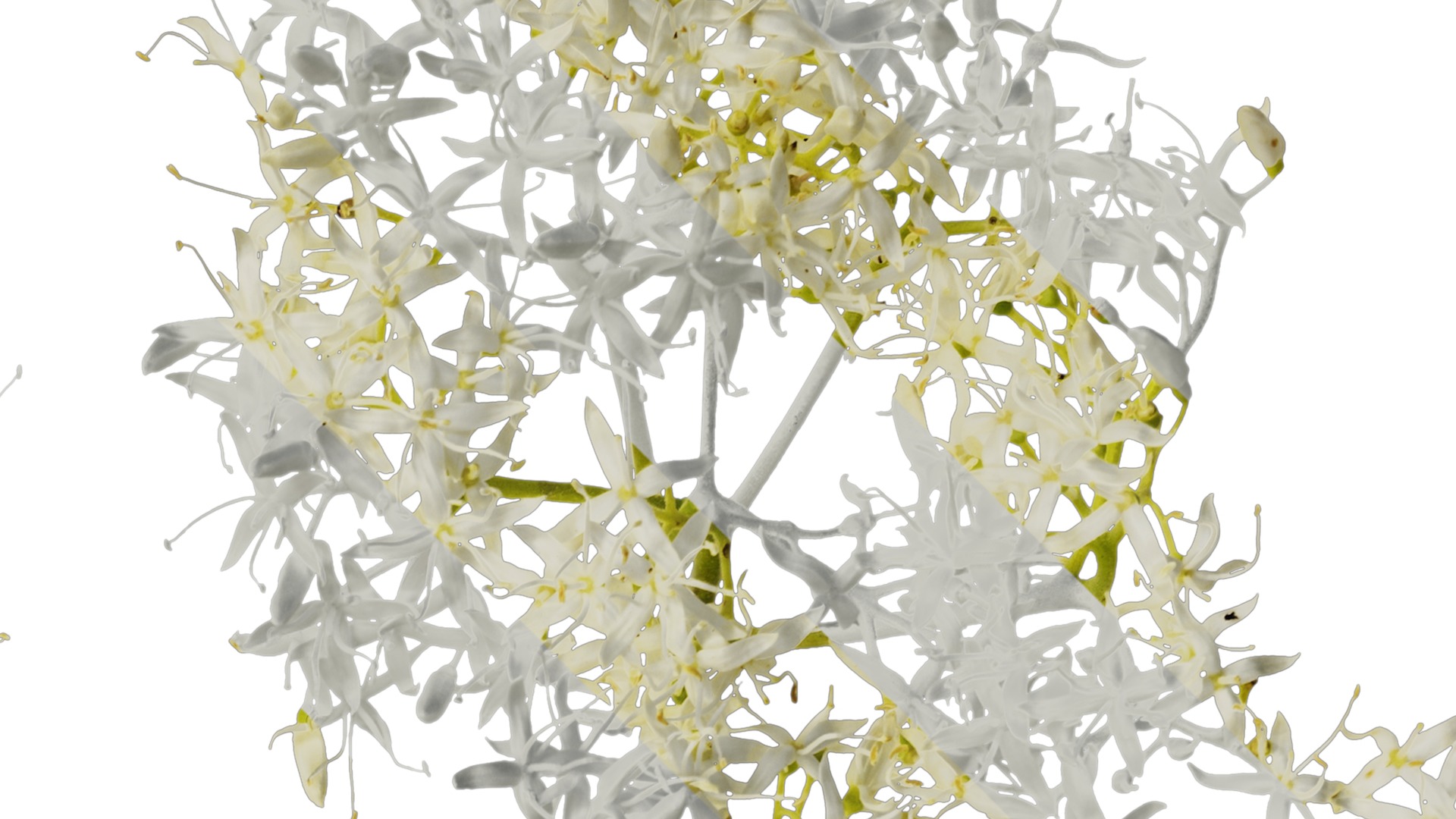 Anydrafts Cornus controversa Flower 02 Texture_2