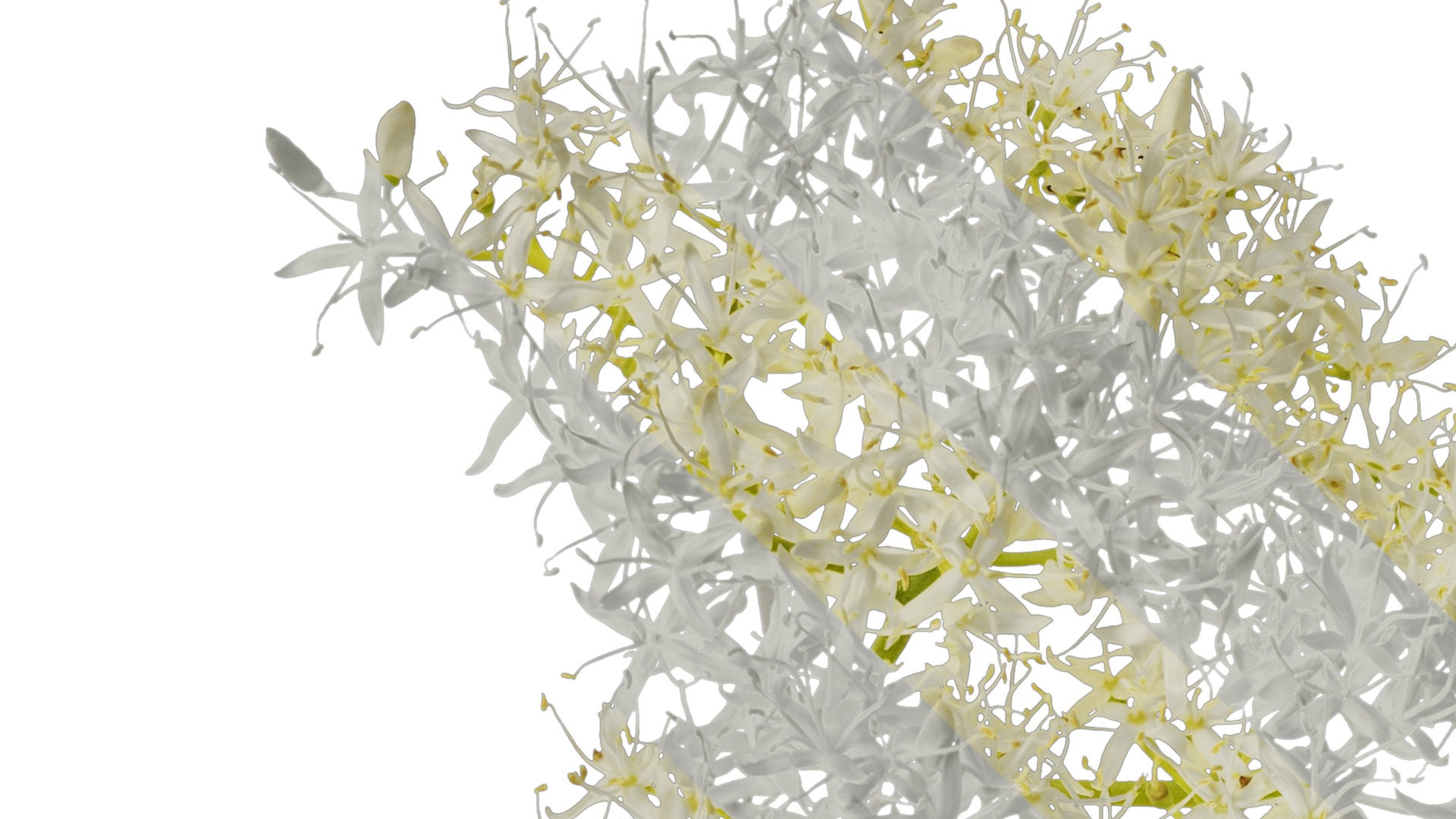 Anydrafts Cornus controversa Flower 02 Texture_1