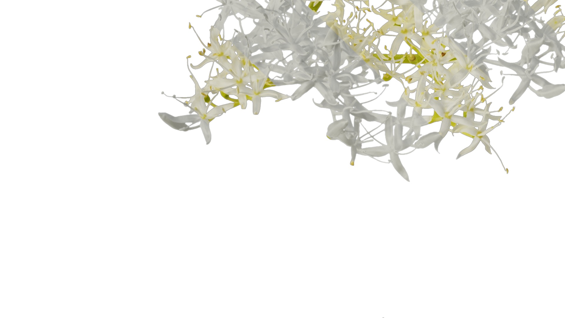 Anydrafts Cornus controversa Flower 02 Texture_3